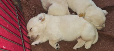 Les chiots de Labrador Retriever