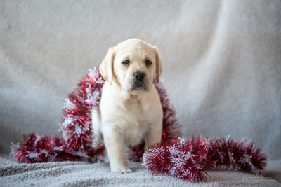 Les chiots de Labrador Retriever