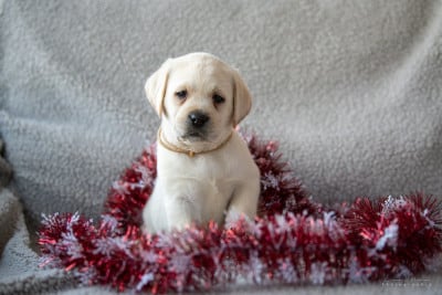 Les chiots de Labrador Retriever