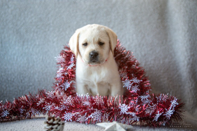 Les chiots de Labrador Retriever