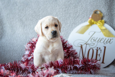 Les chiots de Labrador Retriever