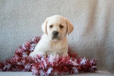 Les chiots de Labrador Retriever