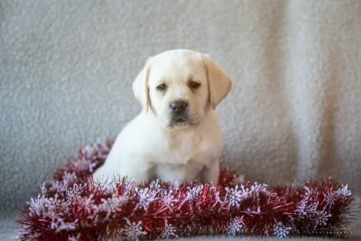 Les chiots de Labrador Retriever