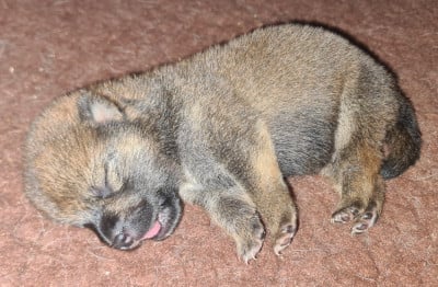 Les chiots de Shiba