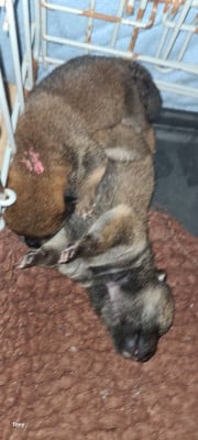 Les chiots de Shiba