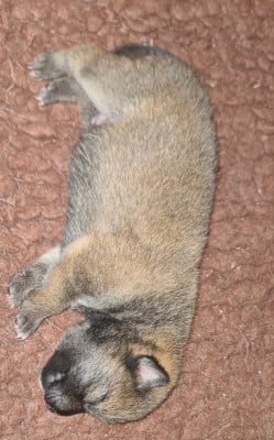 Les chiots de Shiba