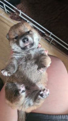 Les chiots de Shiba