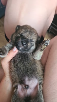 Les chiots de Shiba