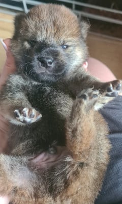Les chiots de Shiba
