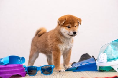 Les chiots de Shiba