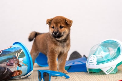 Les chiots de Shiba