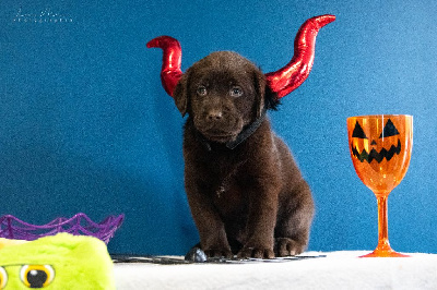 Les chiots de Labrador Retriever