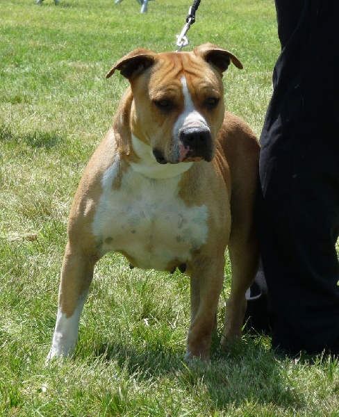 First love des Etoiles de Gallilée - 1 ère très bon classe ouverte