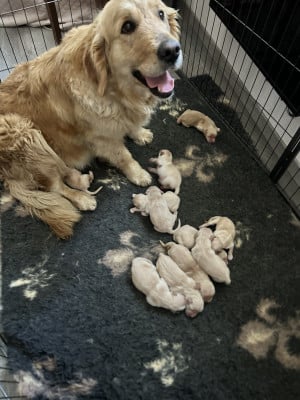 Les chiots de Golden Retriever