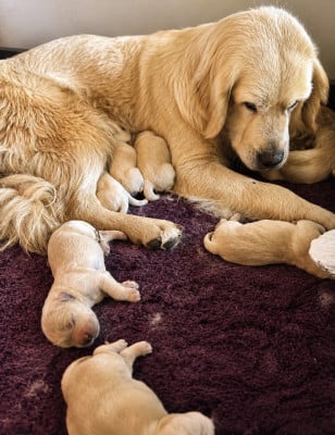 Les chiots de Golden Retriever