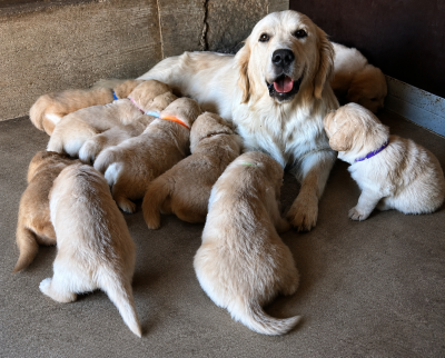 Les chiots de Golden Retriever