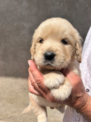 Les chiots de Golden Retriever