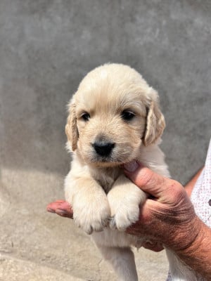 Les chiots de Golden Retriever