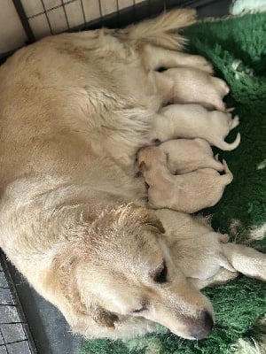 Les chiots de Golden Retriever