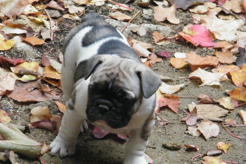 Fairy rose du Chien Beauté