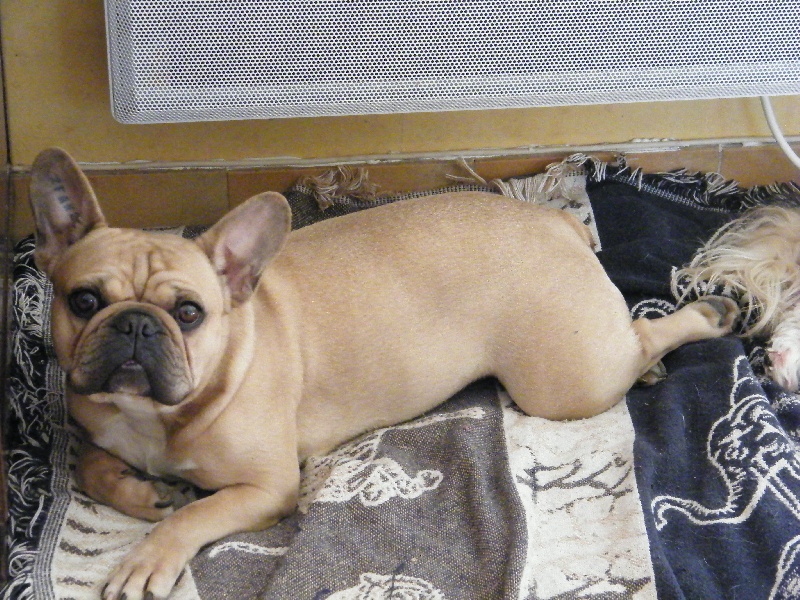 Bambou du Chien Beauté