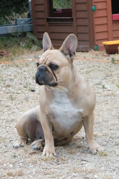 Bambou du Chien Beauté