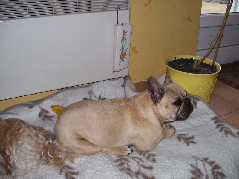 Bambou du Chien Beauté