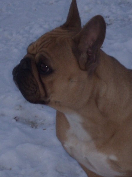 Bambou du Chien Beauté