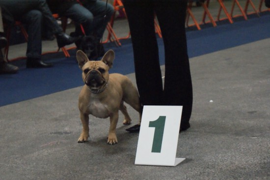 Bambou du Chien Beauté