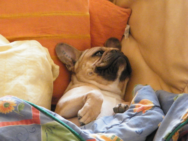 Bambou du Chien Beauté