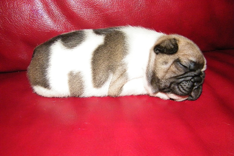 Fairy rose du Chien Beauté