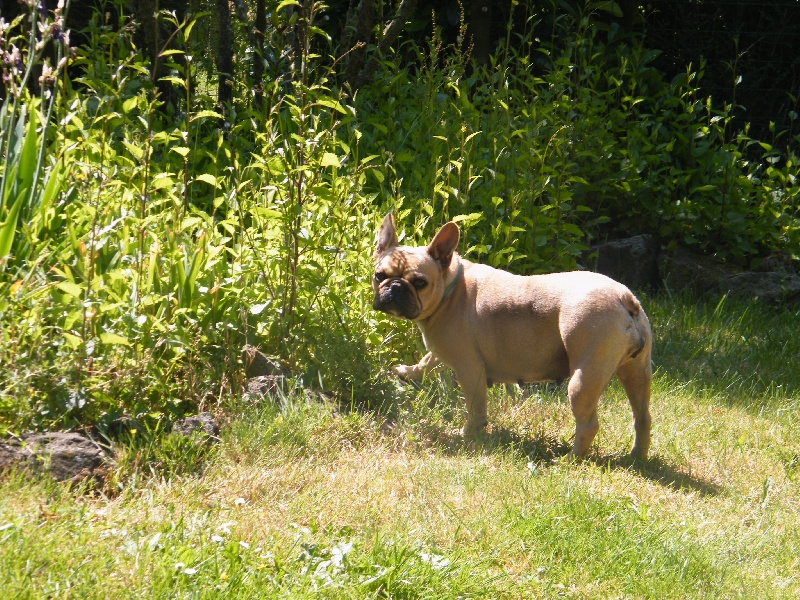 Bambou du Chien Beauté