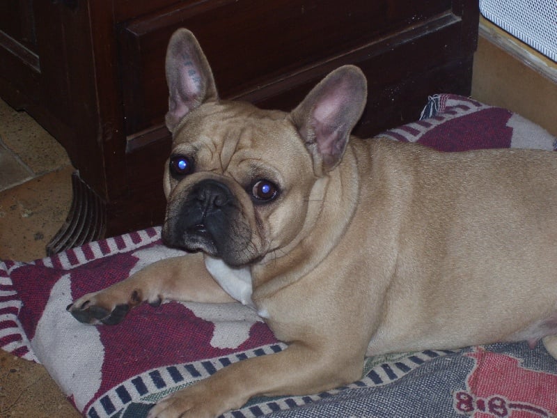 Bambou du Chien Beauté