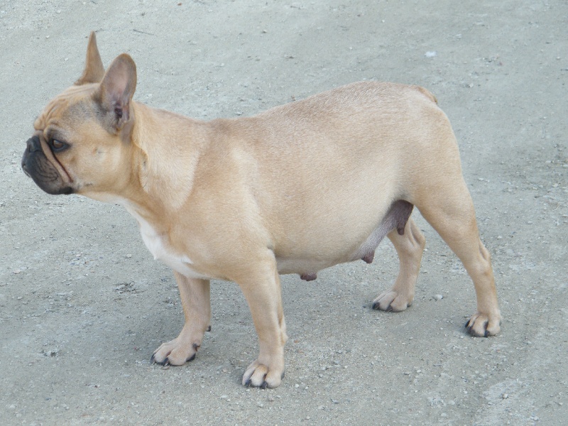 Bambou du Chien Beauté
