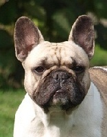 Fairy rose du Chien Beauté