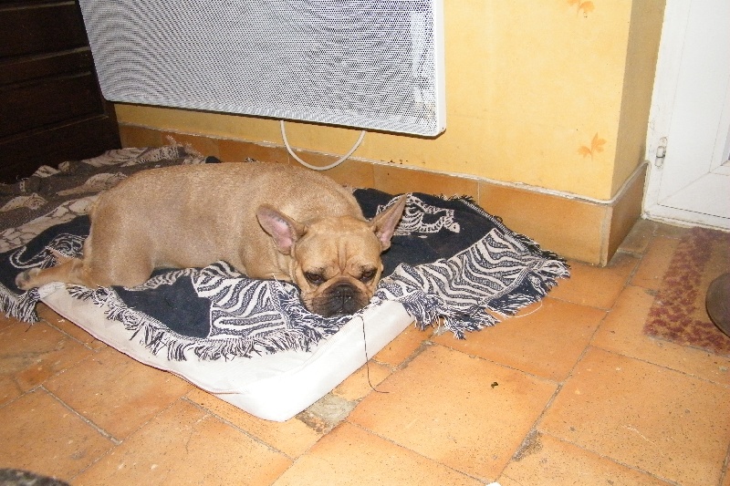 Bambou du Chien Beauté