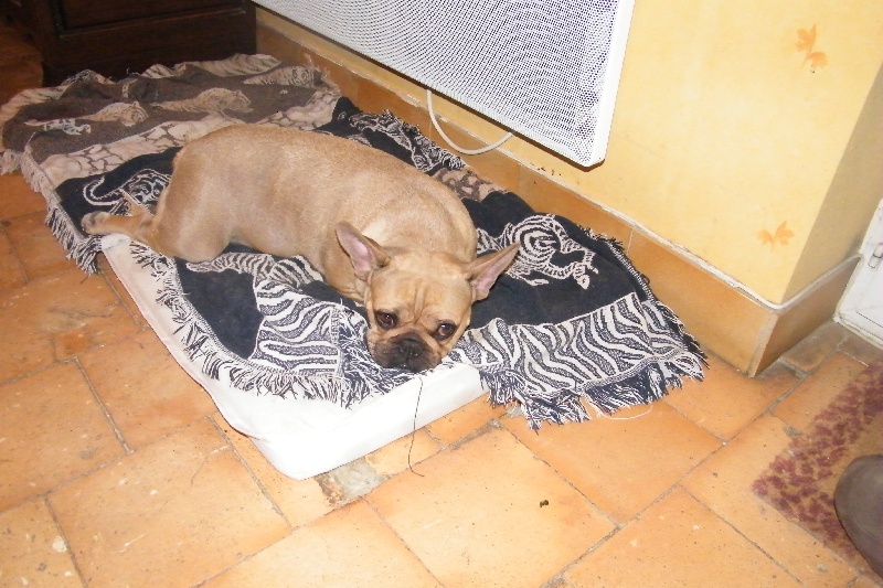 Bambou du Chien Beauté