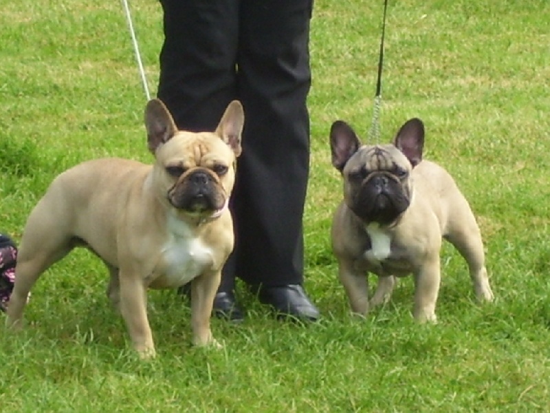 Bambou du Chien Beauté
