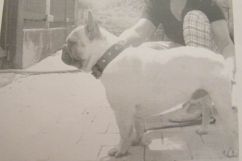 Bambou du Chien Beauté