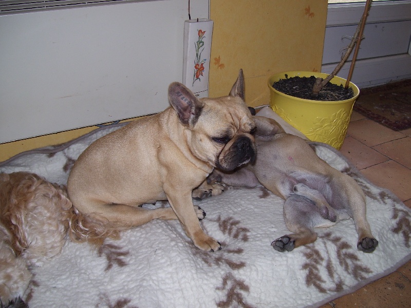 Bambou du Chien Beauté