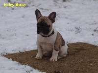 Fairy rose du Chien Beauté