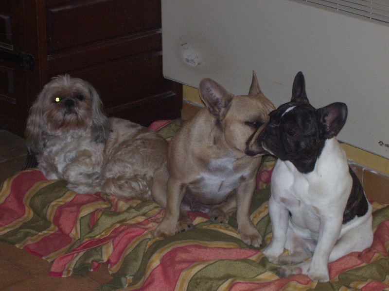 Bambou du Chien Beauté