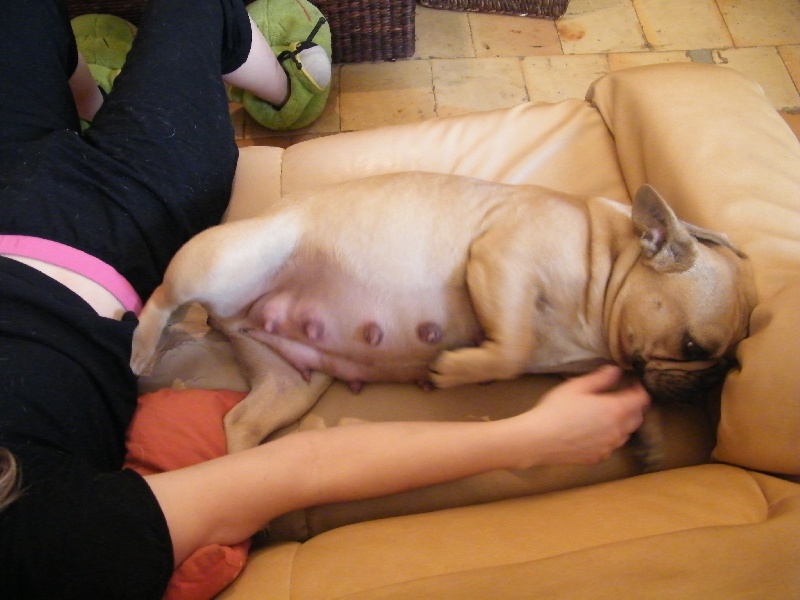 Bambou du Chien Beauté