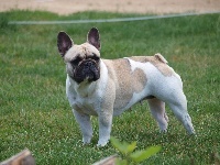 Fairy rose du Chien Beauté