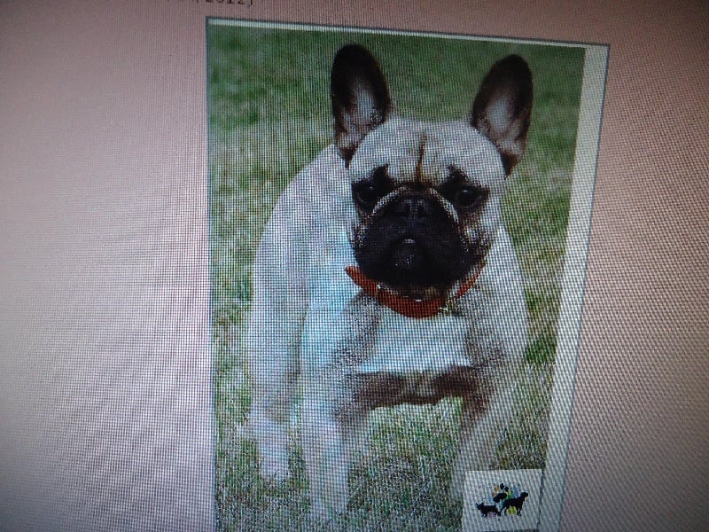 Flore du Chien Beauté