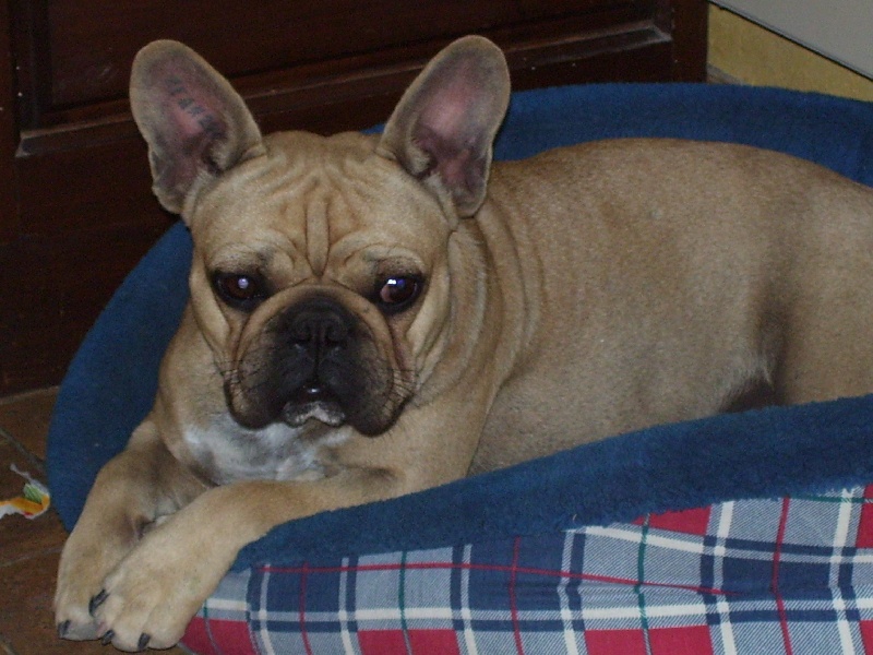 Bambou du Chien Beauté