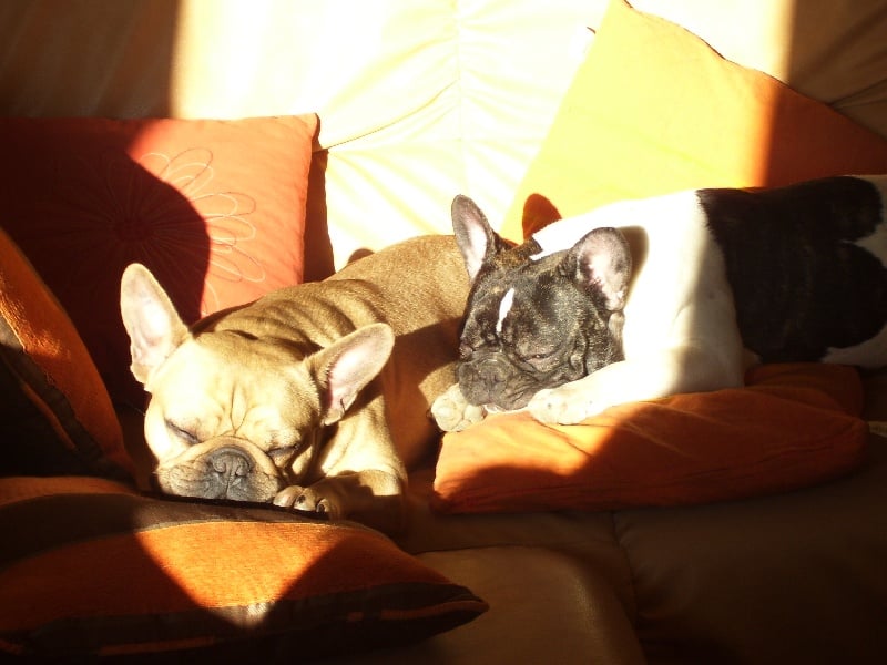 Bambou du Chien Beauté