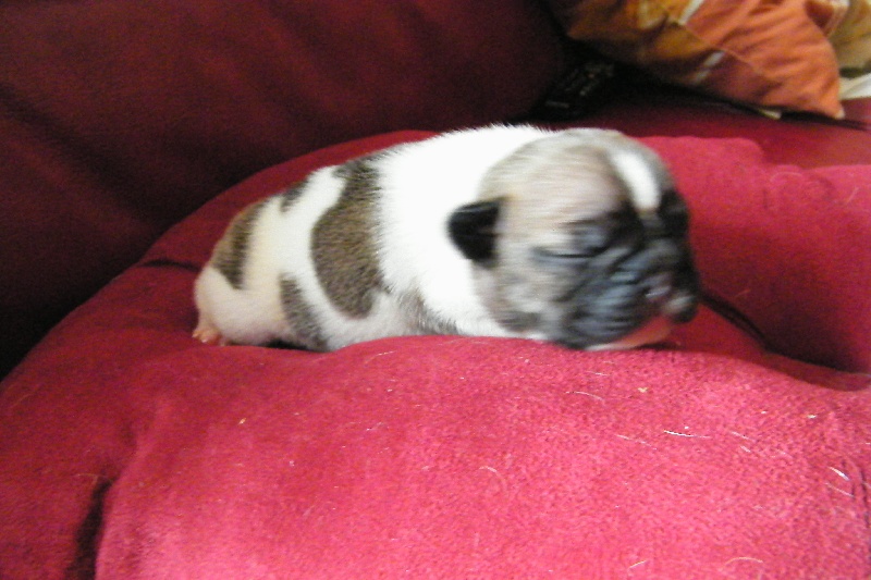 Fairy rose du Chien Beauté