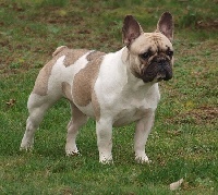 Fairy rose du Chien Beauté