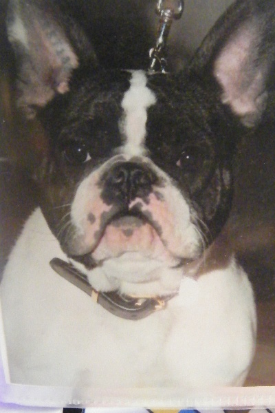 Bambou du Chien Beauté